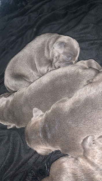 Blue staffy pups