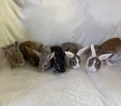 Baby Rex&rsquo;s