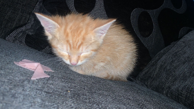 Male kitten