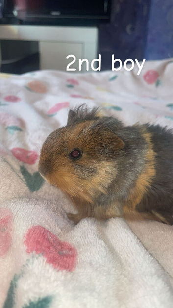 Baby boars