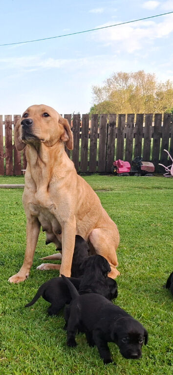KC Registered Labrador Puppies &ndash; Excellent Working Lines