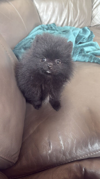 TINY Black Teddy Bear faced Pomeranian Female