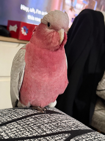 Stunning young Galah