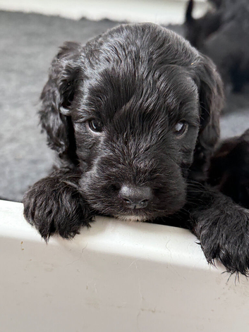 Adorable F1 ethically bred Sproodle pups