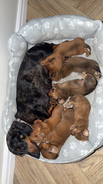 6 miniature dachshund puppys