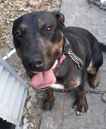 Chiccah staffy x cane corso