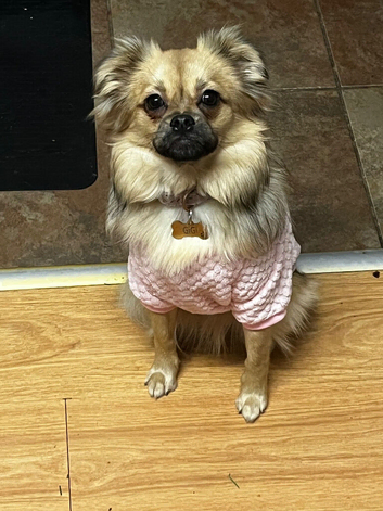 Pomeranian X