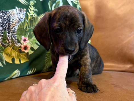 PRA clear IVDD IDC - 0 brindle selection KC registered pups