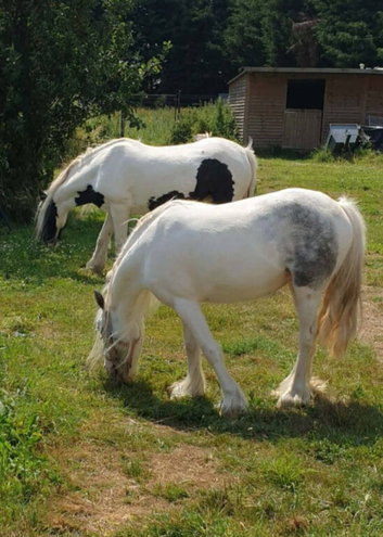 2 beautiful mare cobs