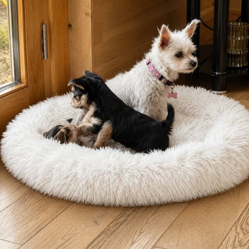 2 female yorkies ready for their forever home