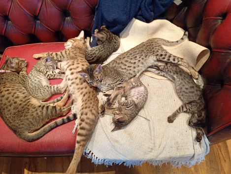 Savannah Kittens Ready For A New Loving Home