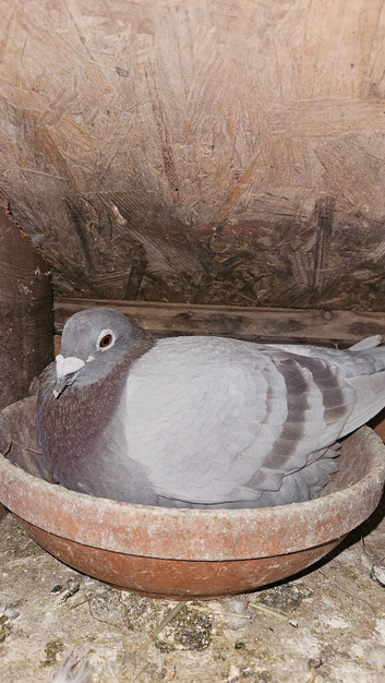 Racing pigeons