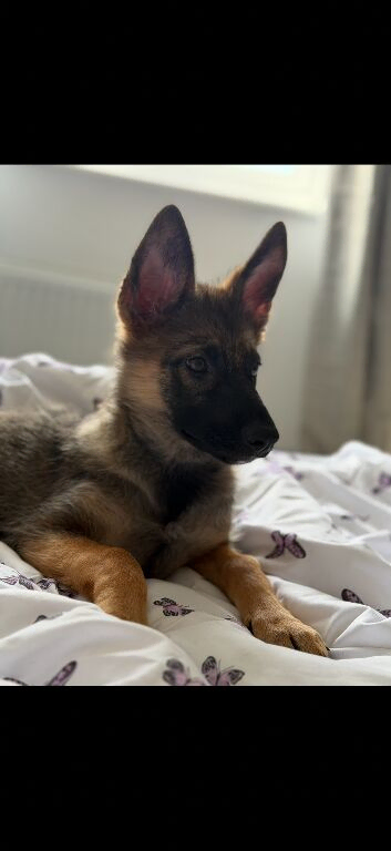 German shepherd puppy