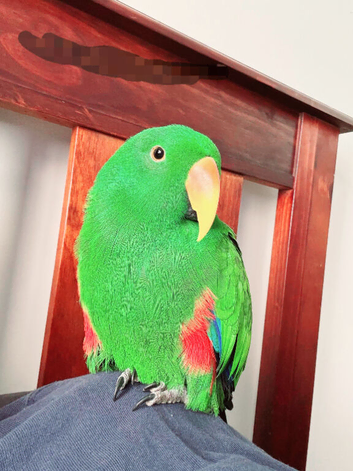 Male parrot