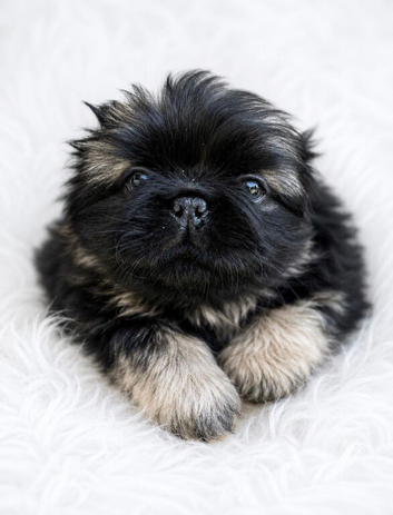 Outstanding Pekingese puppies