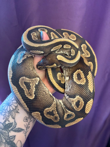 CB21 Proven Female Phantom Spark Het Clown Royal Python