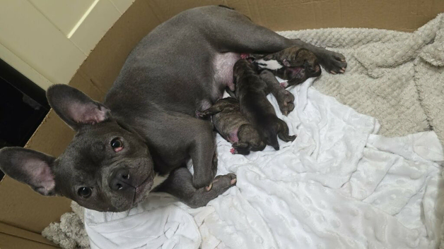 French bull dog cross