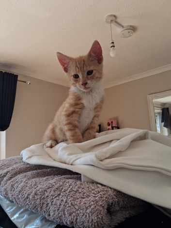 Ginger boy