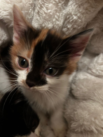 Female Calico kitten/ persian mix