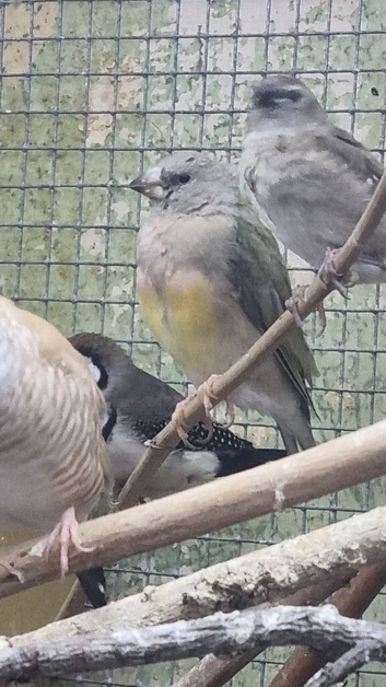 This years baby gouldian finches