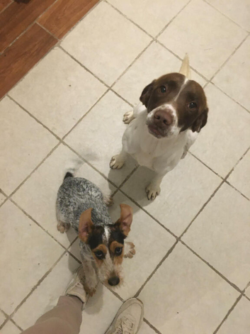 2 dogs one springer spaniel male one Patterdale Cross crocker