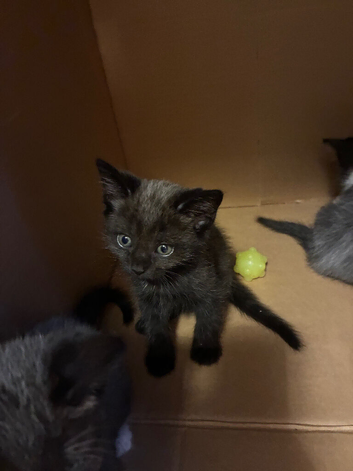 Black/Grey kitten