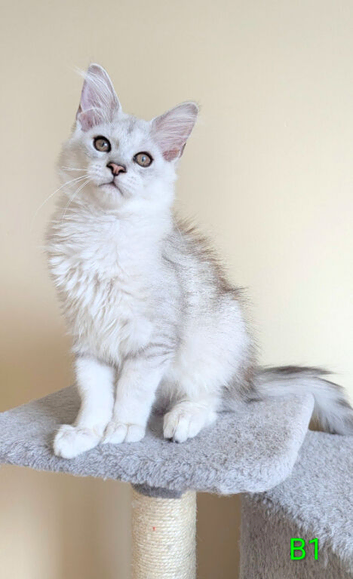 Tica Registered Shaded Kittens