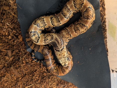 Hypo king phase false water cobras