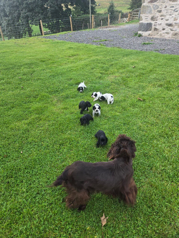 Reduced. Working cocker puppies ready now.