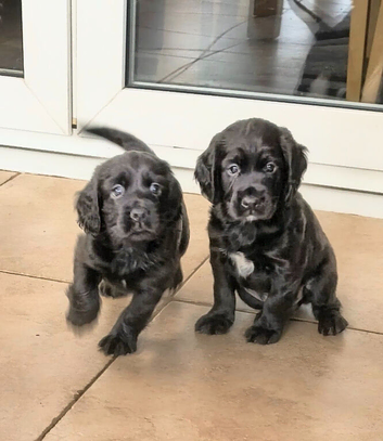 For sale 2 boys from litter of 4