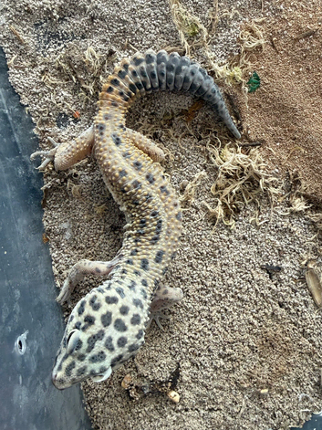 Male leopard gecko