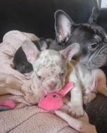 French bulldog puppies x2 males