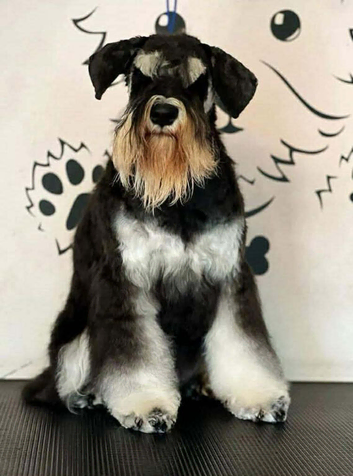 KC Miniature Schnauzer Puppies Black & Silver / Salt & Pepper