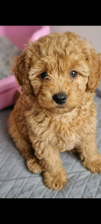 Beautiful Toy poodle puppies.