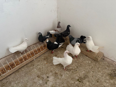 10 fantails in Newcastle upon Tyne