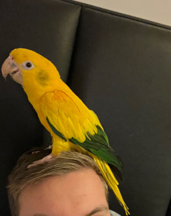 Sad to sell my beloved Male Golden Conure