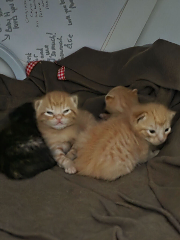 Kittens ready beginning july!