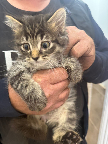 Kittens for sale