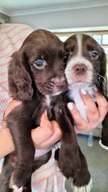 Sprocker pups