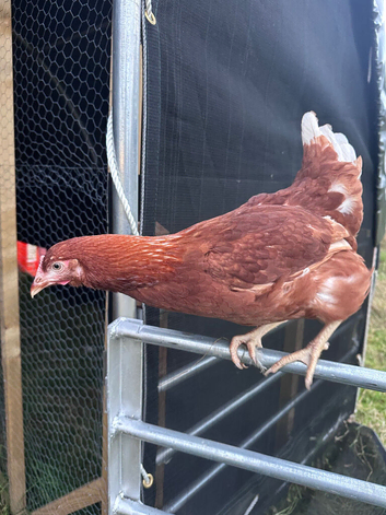Point of Lay Lohmann Brown hens