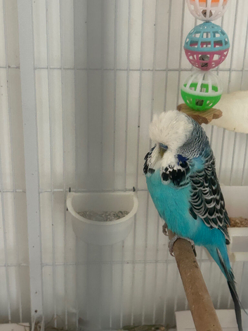 English exhibition show budgie.