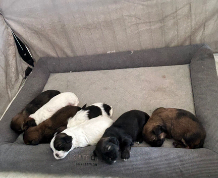 25%jack 75% shishzu beautiful pups