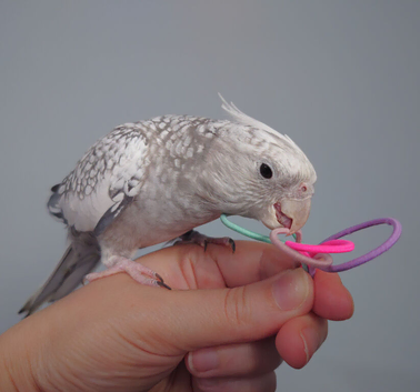 Hand reread hand tame female cockatiel