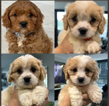 F1 Cavapoo&rsquo;s ready to go - 1 boy & 3 girls