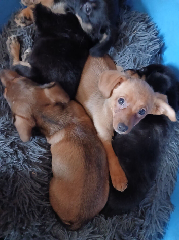 Jackhound Puppies