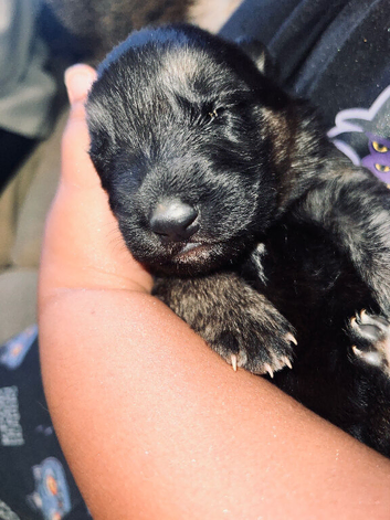 German shepherd puppies