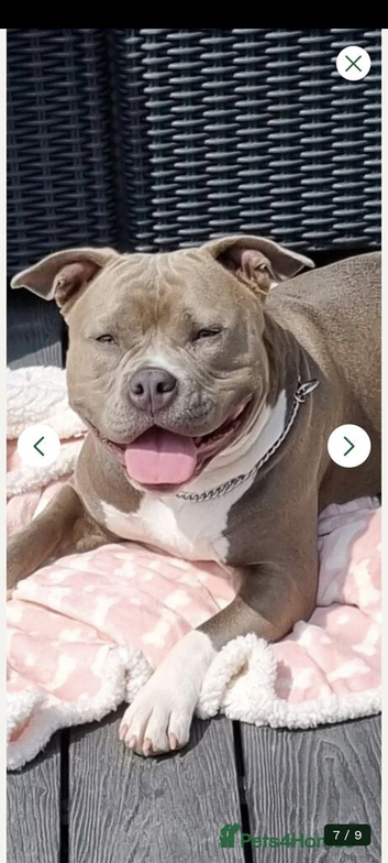 Two short legged staffy s for sale ,
