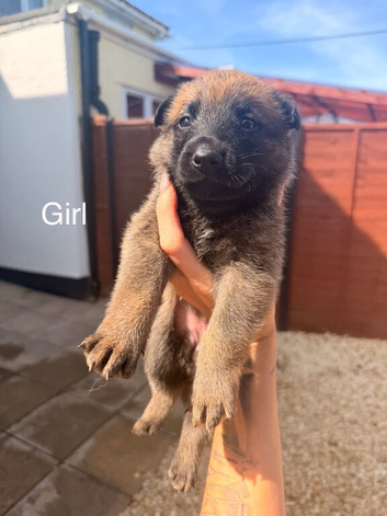 Belgian Sheppard malanois