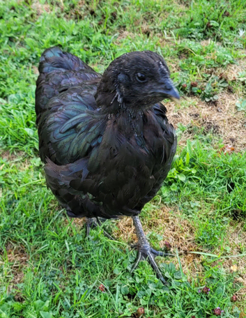 Rare Sumatran hen hatched 26 pol
