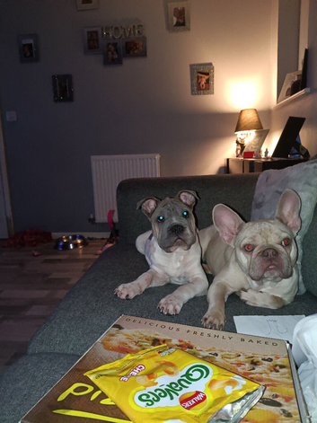 French bulldog cross shar pei